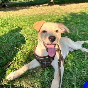 Barbour Tartan Dog Harness - Green and Brown size S